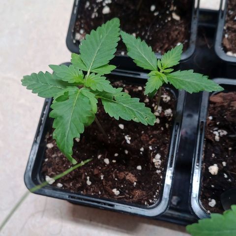 Royal Bluematic  growlog timeline photo