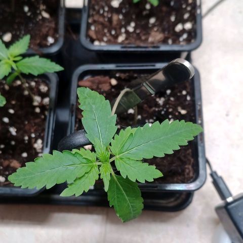 Unknown Mist #1 growlog timeline photo