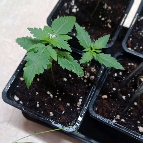Royal Bluematic  growlog timeline photo