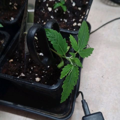 Unknown Mist #1 growlog timeline photo
