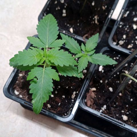 Royal Bluematic  growlog timeline photo