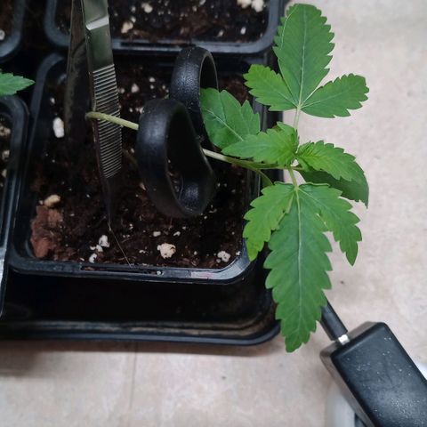 Unknown Mist #1 growlog timeline photo