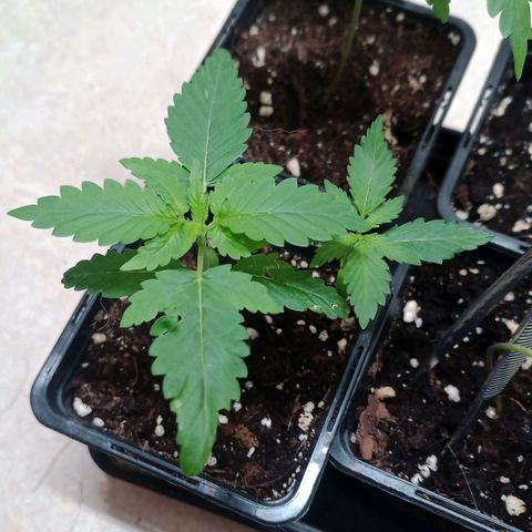Royal Bluematic  growlog timeline photo