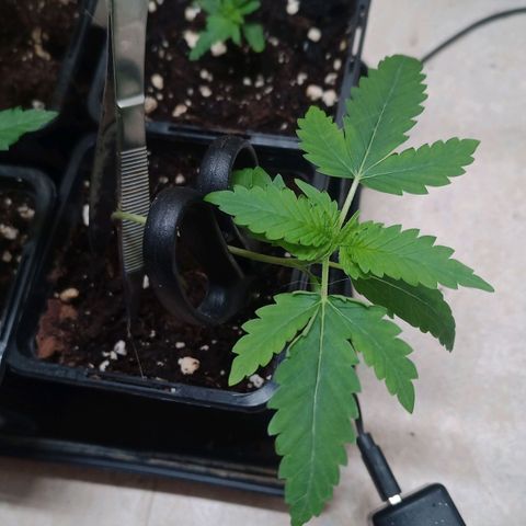 Unknown Mist #1 growlog timeline photo
