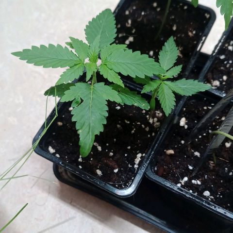 Royal Bluematic  growlog timeline photo