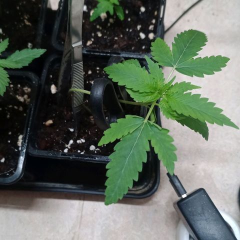 Unknown Mist #1 growlog timeline photo