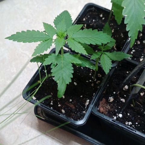 Royal Bluematic  growlog timeline photo