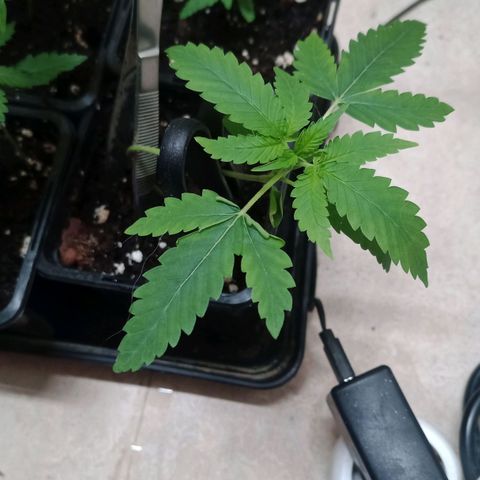 Unknown Mist #1 growlog timeline photo