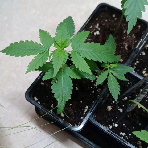 Royal Bluematic  growlog timeline photo