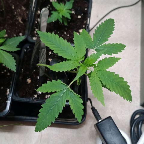 Unknown Mist #1 growlog timeline photo