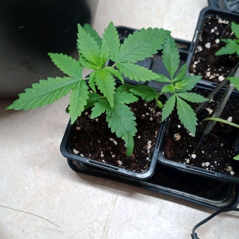 Royal Bluematic  growlog timeline photo