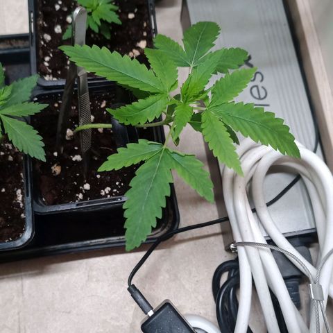 Unknown Mist #1 growlog timeline photo