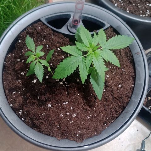 Royal Bluematic  growlog photo: umgetopft