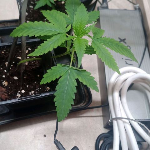 Unknown Mist #1 growlog timeline photo