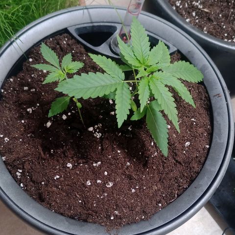 Royal Bluematic  growlog timeline photo