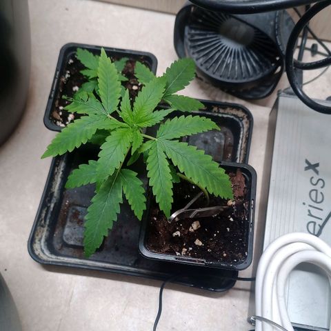 Unknown Mist #1 growlog timeline photo