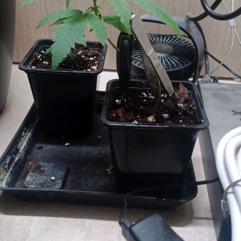 Unknown Mist #1 growlog timeline photo