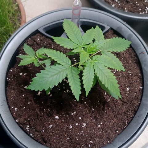 Royal Bluematic  growlog timeline photo