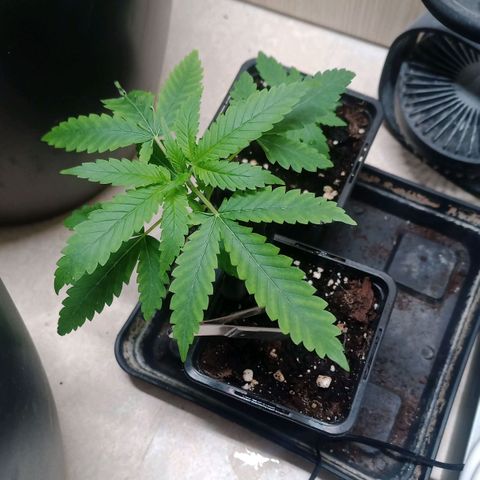 Unknown Mist #1 growlog timeline photo