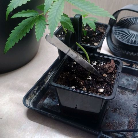 Unknown Mist #1 growlog timeline photo
