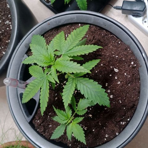 Royal Bluematic  growlog timeline photo