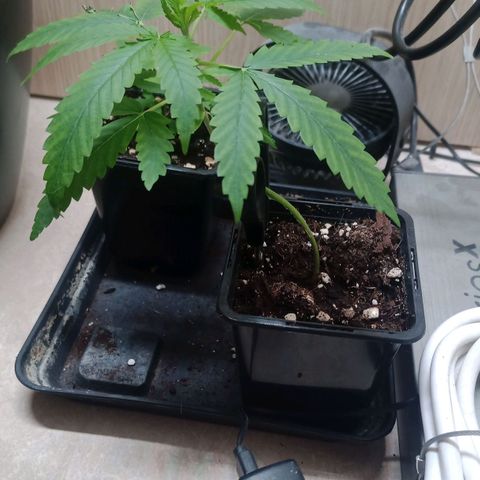 Unknown Mist #1 growlog timeline photo