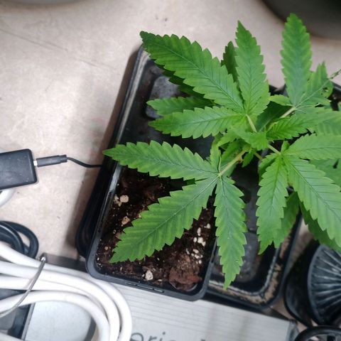 Unknown Mist #1 growlog timeline photo