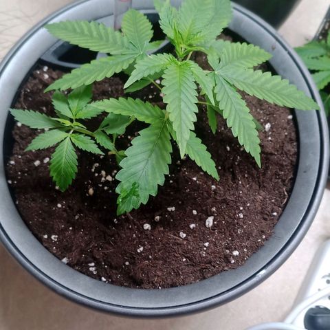 Royal Bluematic  growlog timeline photo