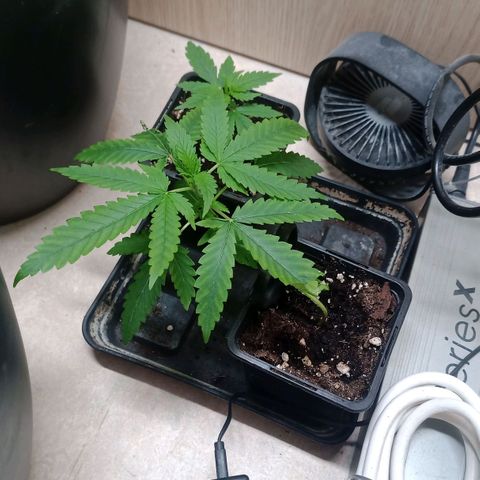 Unknown Mist #1 growlog timeline photo