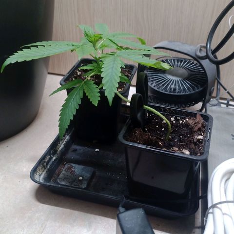 Unknown Mist #1 growlog timeline photo