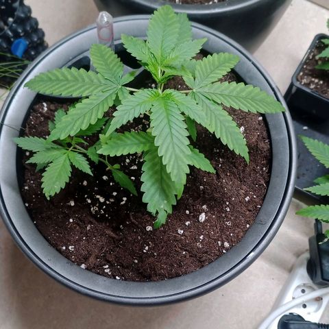 Royal Bluematic  growlog timeline photo