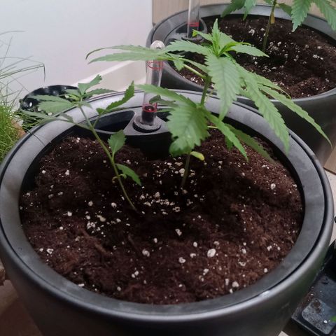 Royal Bluematic  growlog timeline photo