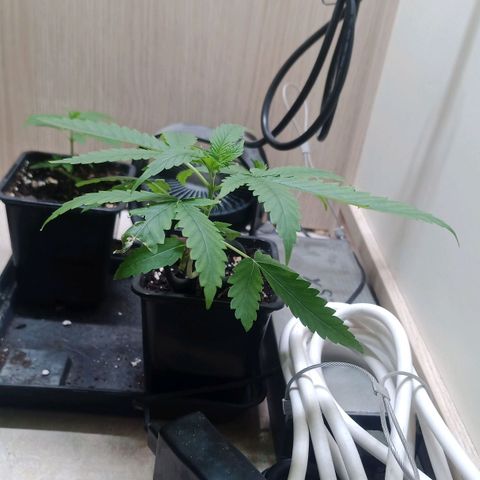 Unknown Mist #1 growlog timeline photo