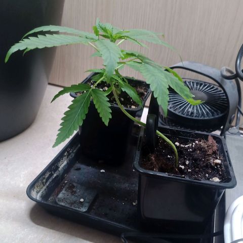 Unknown Mist #1 growlog timeline photo