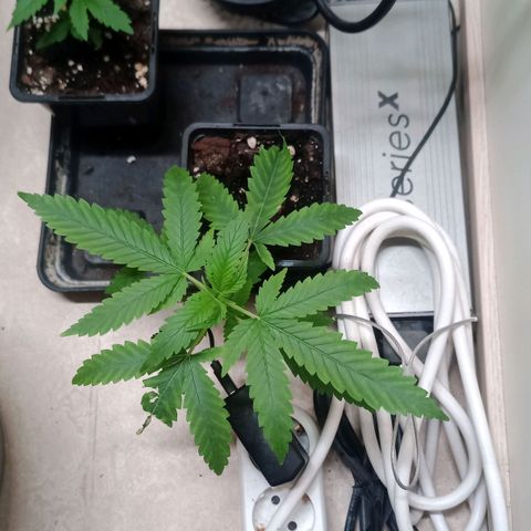 Unknown Mist #1 growlog timeline photo