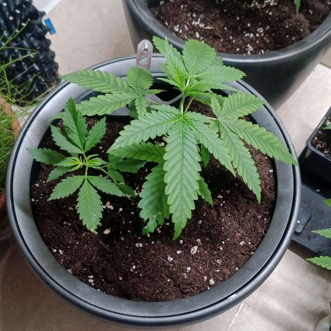 Royal Bluematic  growlog timeline photo