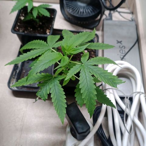 Unknown Mist #1 growlog timeline photo