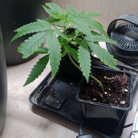 Unknown Mist #1 growlog timeline photo