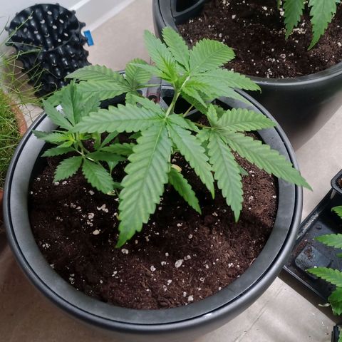 Royal Bluematic  growlog timeline photo