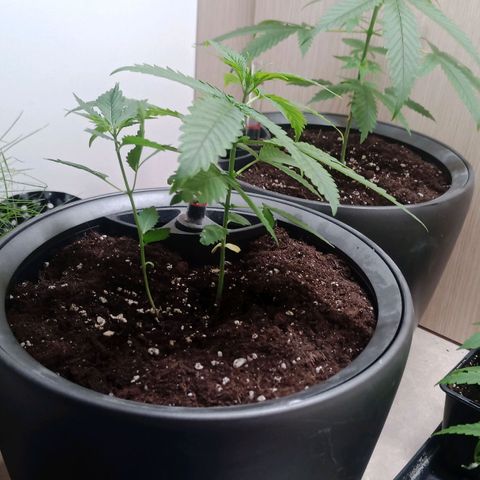 Royal Bluematic  growlog timeline photo