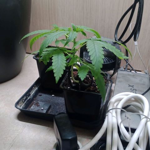 Unknown Mist #1 growlog timeline photo