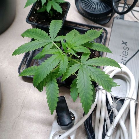 Unknown Mist #1 growlog timeline photo