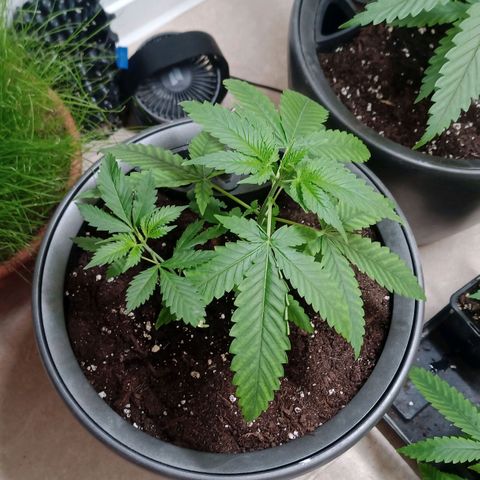 Royal Bluematic  growlog timeline photo