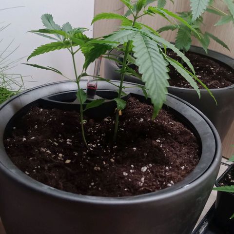 Royal Bluematic  growlog timeline photo