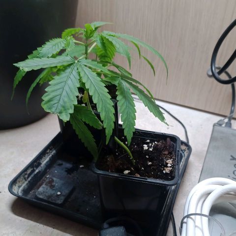 Unknown Mist #1 growlog timeline photo