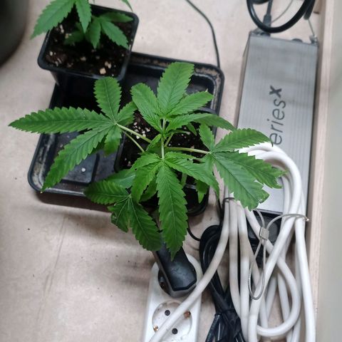 Unknown Mist #1 growlog timeline photo