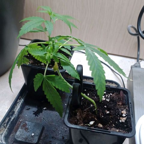 Unknown Mist #1 growlog timeline photo