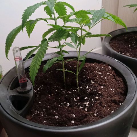 Royal Bluematic  growlog timeline photo