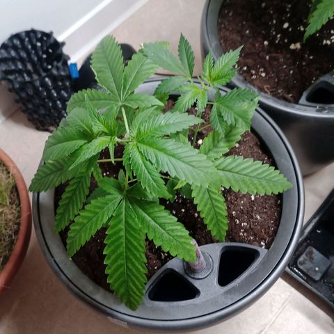 Royal Bluematic  growlog timeline photo