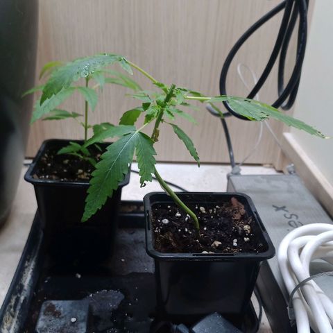 Unknown Mist #1 growlog timeline photo